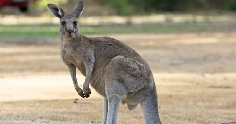 Kangaroo on Road