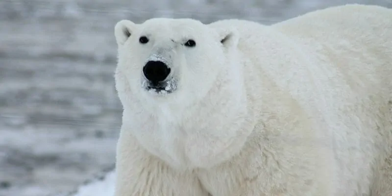 Polar Bear Alaska