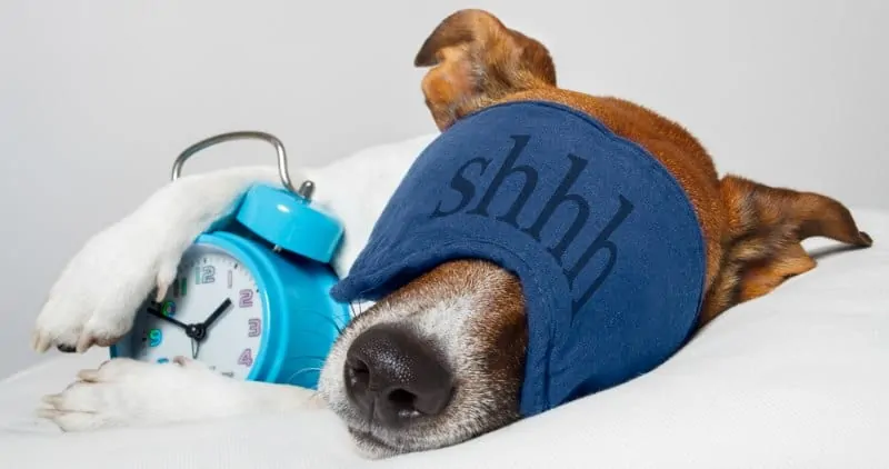 DOG WITH SLEEP MASK AND ALARM CLOCK