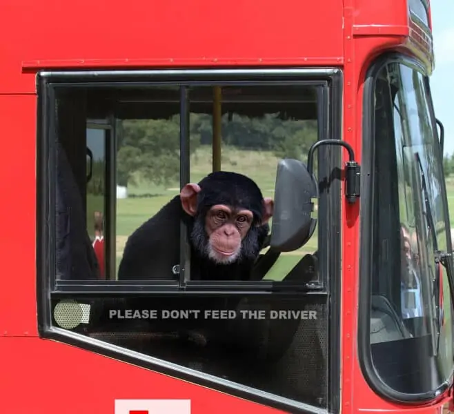 Monkey pretending to drive a big rig truck