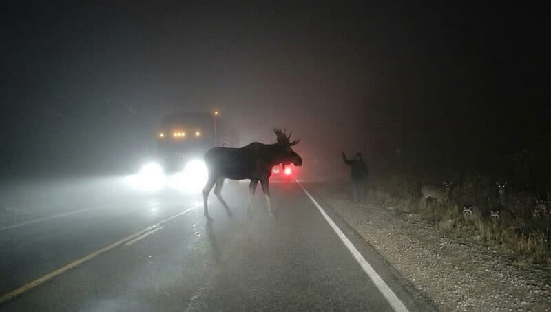 Moose crossing the road at night